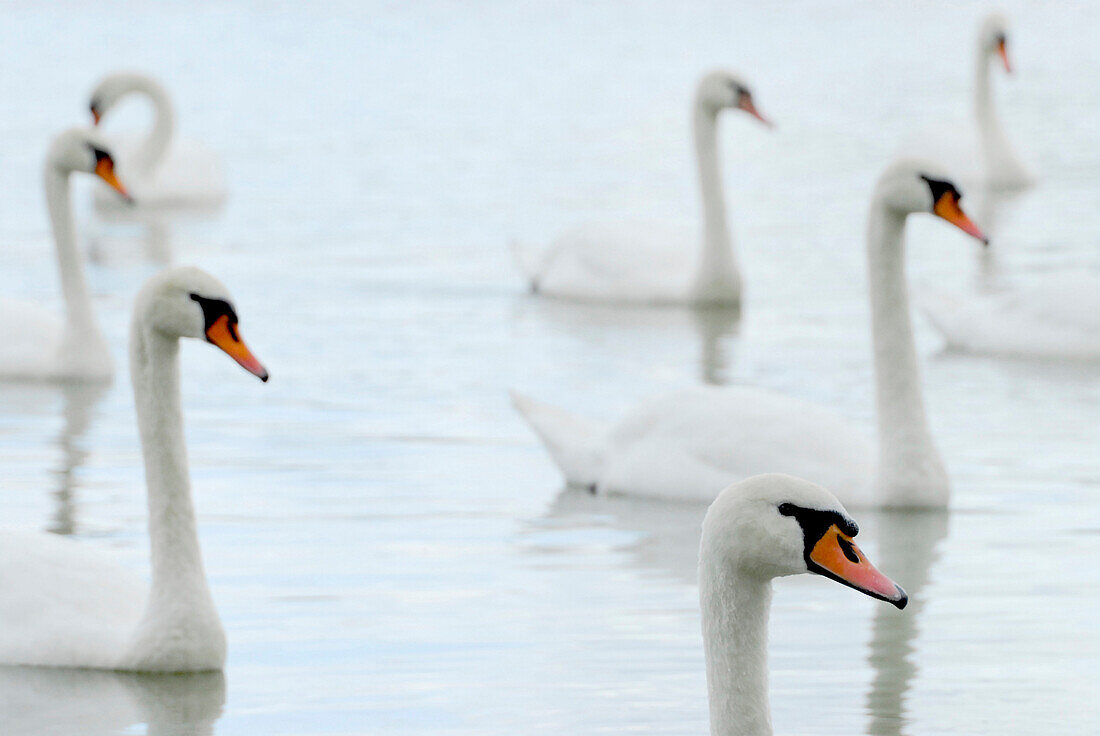 Swans on pond, Plothen Pond Area, Plothen, Thuringia, Germany
