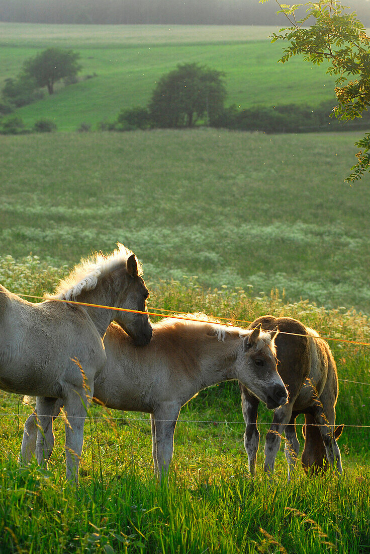 Haflinger foals on green pasture at a farm in Meura, Thuringia, Germany