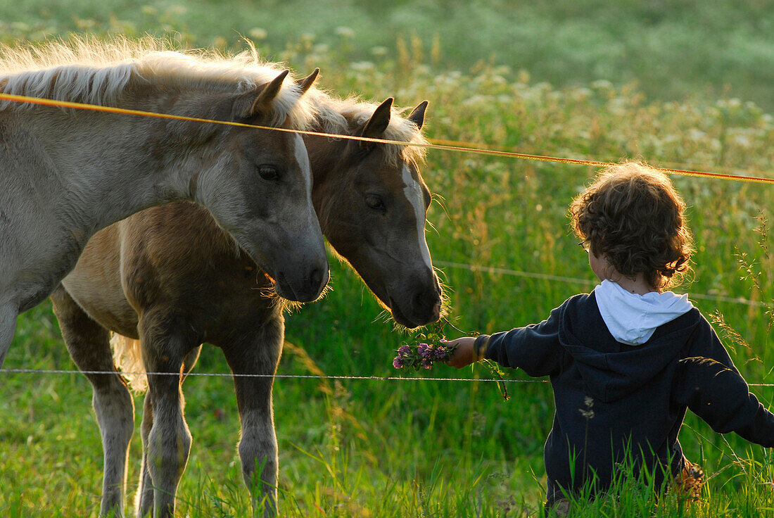 Boy feeding Haflinger foals on green pasture, Meura, Thuringia, Germany