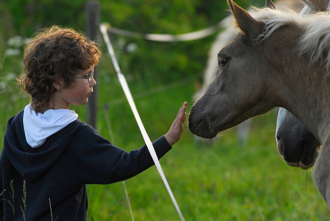 Boy petting Haflinger foals on pasture, Meura, Thuringian Forest, Thuringia, Germany