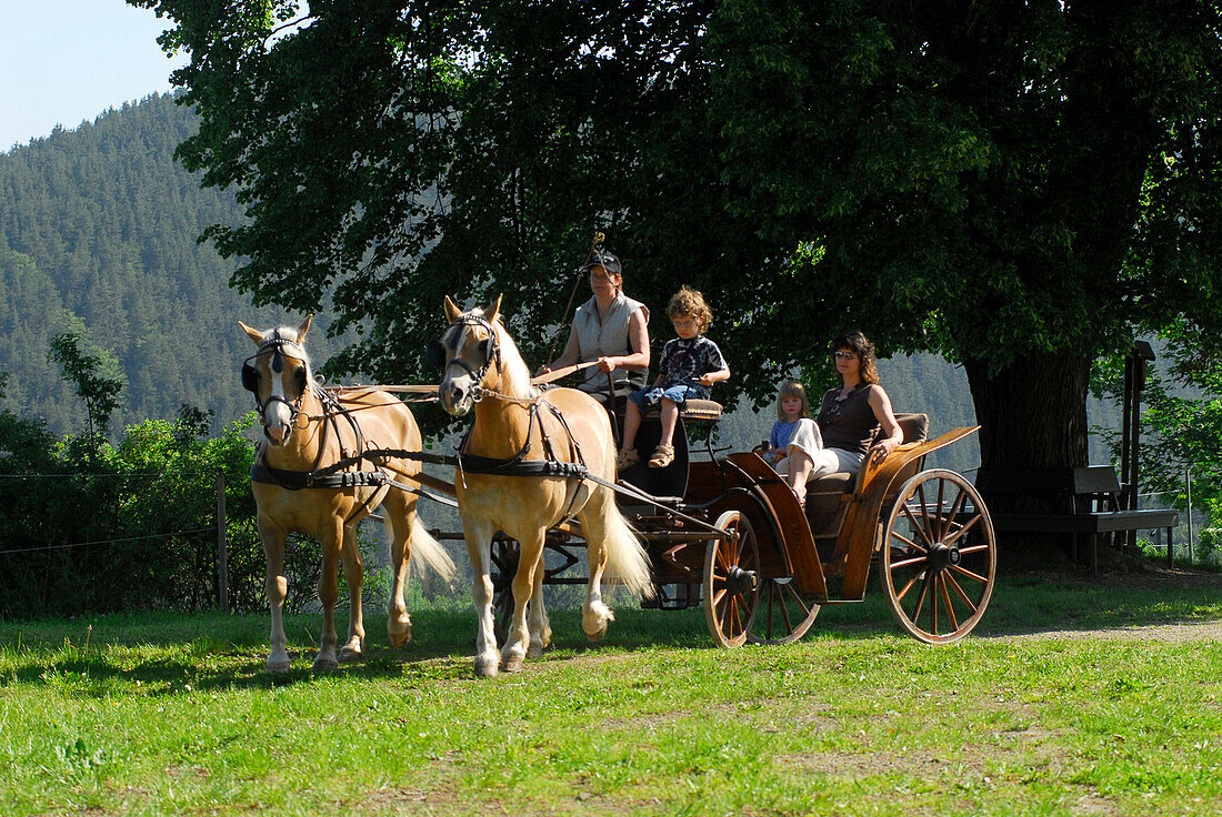 Kutschfahrt in Meura, Kutsche des Haflingergestüts Meura, Thüringen, Deutschland