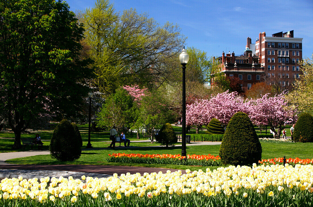 Blumen in einem Park, The Public Gardens, Boston, Massachusetts, USA