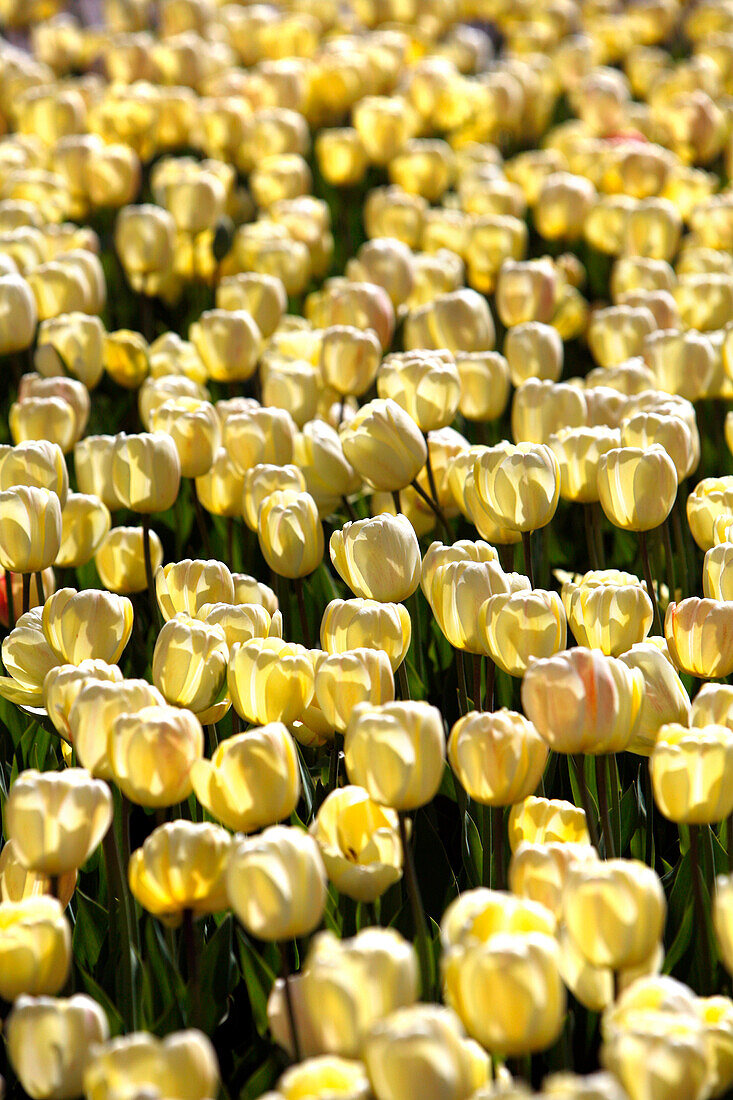 Close up of Flowers in The Public Gardens, Boston, Massachusetts, USA