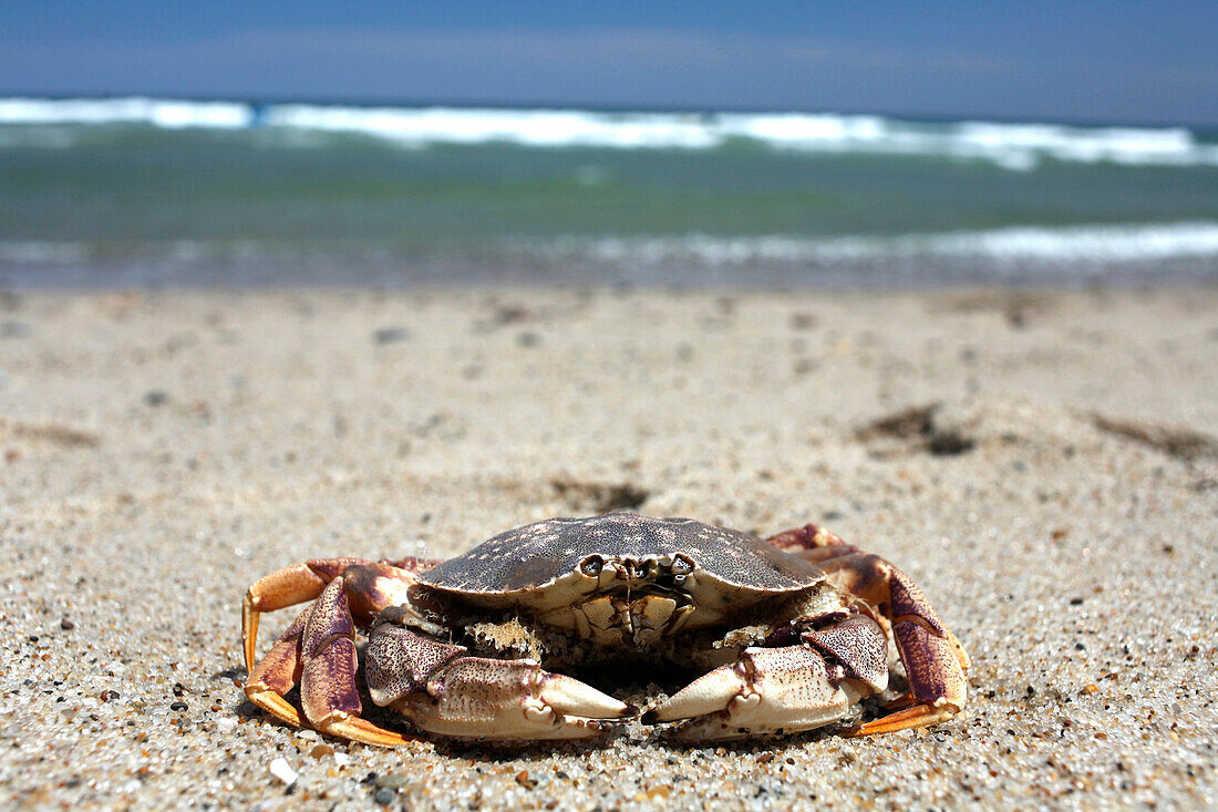 A crab on Nauset Beach, Orleans, Cape Cod, Massachusetts, USA