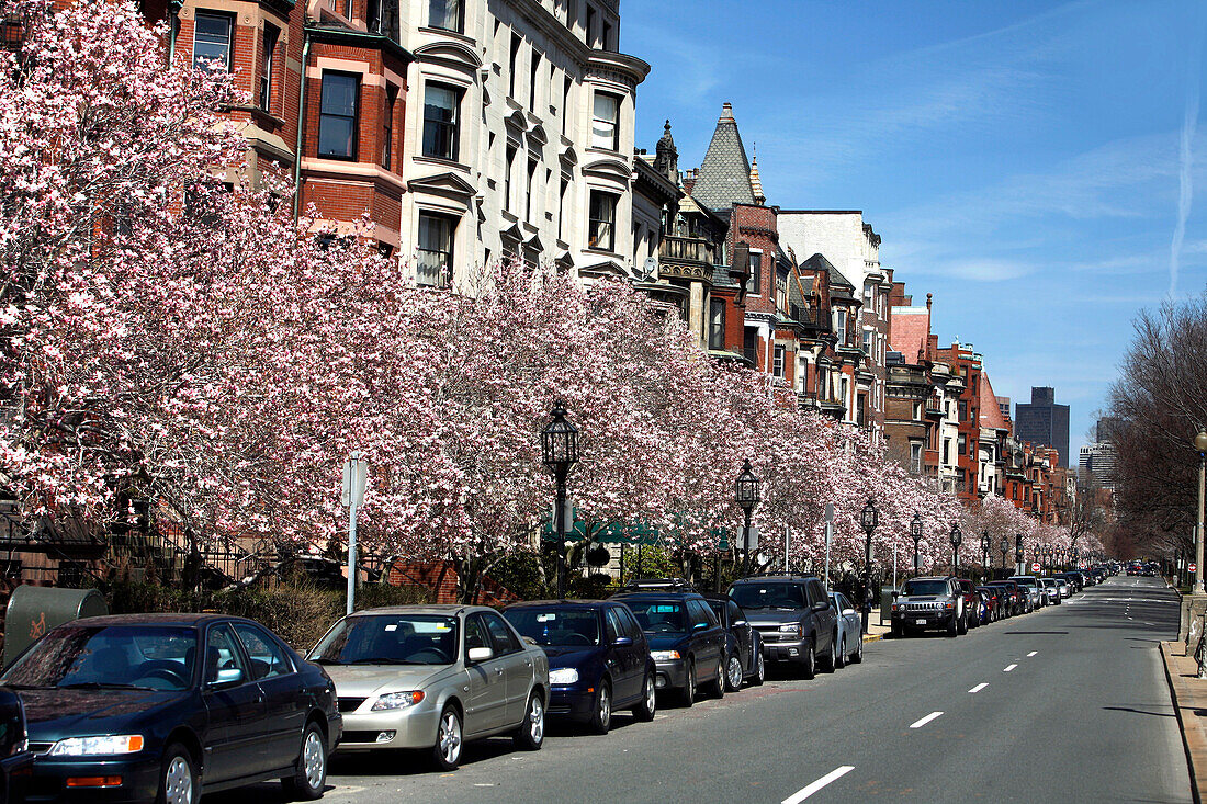 Property and cherry blossoms, Commonwealth Avenue, Boston, Massachusetts, USA