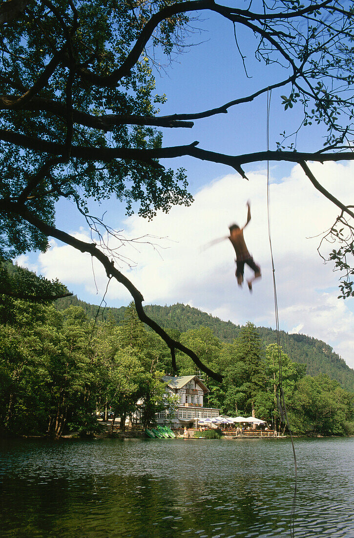 Boy jumping from tree into Lake Thum, Bad Reichenhall, Berchtesgadener Land, Bavaria, Germany