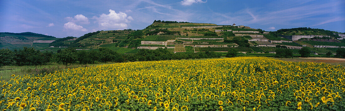 Weinberg Ihringer Winklerberg, Ihringen, Kaiserstuhl, Baden, Deutschland