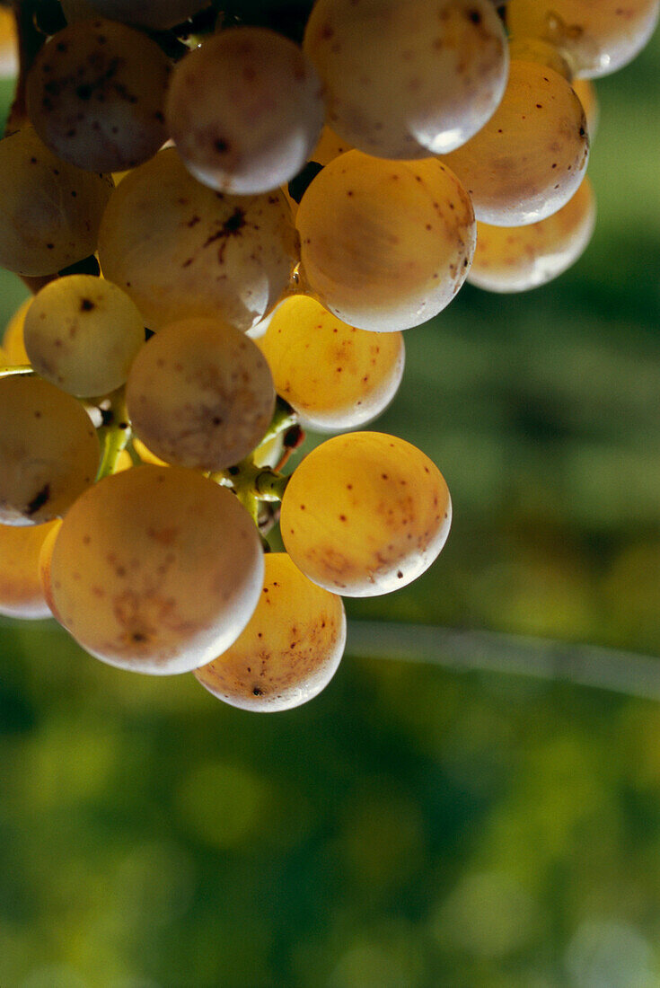 Riesling grapes, Rheingau, Hesse, Germany