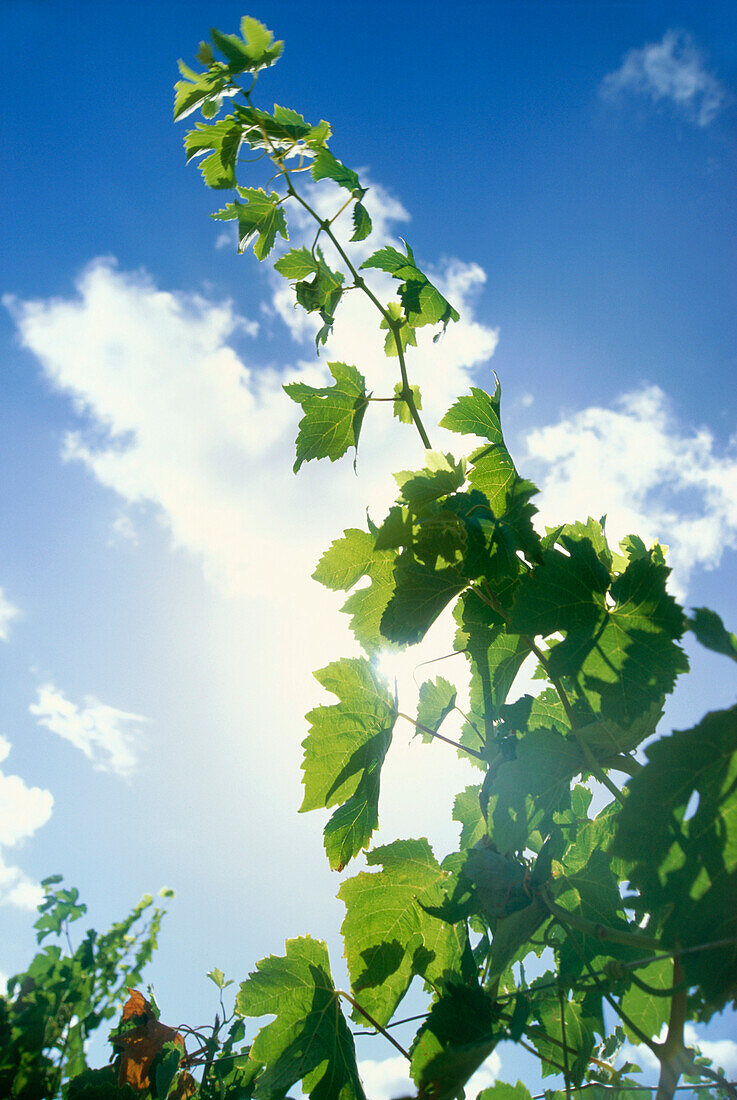 Riesling Rebstock im Gegenlicht, Trittenheim, Rheinland-Pfalz, Deutschland