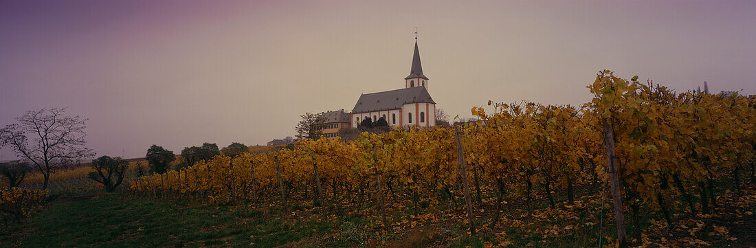 Blick über Weinberg auf Pfarrkirche St. Peter und Paul, Hochheim am Main, Hessen, Deutschland