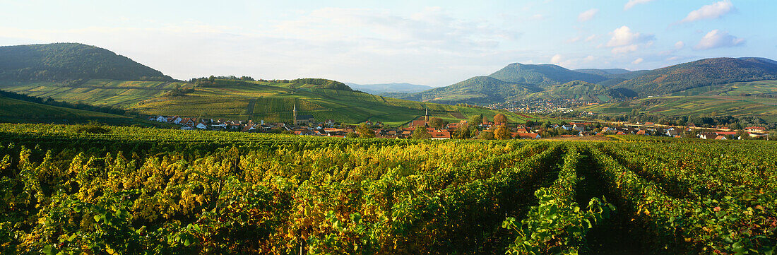 Weinberge mit Blick auf Weindorf Birkweiler, Rheinland-Pfalz, Deutschland