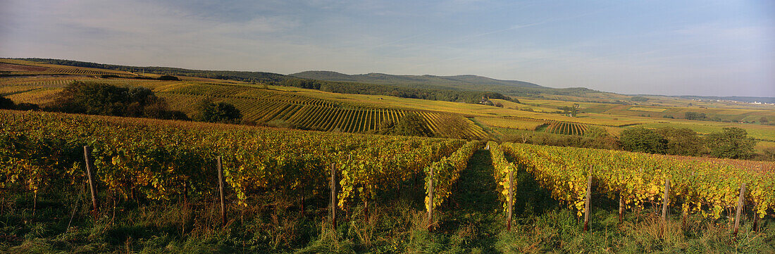 Vineyards close to the town of Geisenheim, Rheingau, Hesse, Germany