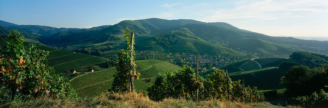 Vineyards close to village of Sasbachwalden, Baden-Württemberg, Germany