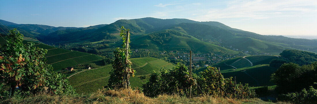 Weinberge bei Sasbachwalden, Baden, Baden-Württemberg, Deutschland