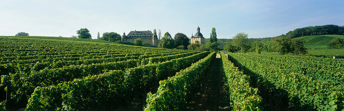 Winery of Vollrads castle, Oestrich-Winkel, Rheingau, Hesse, Germany