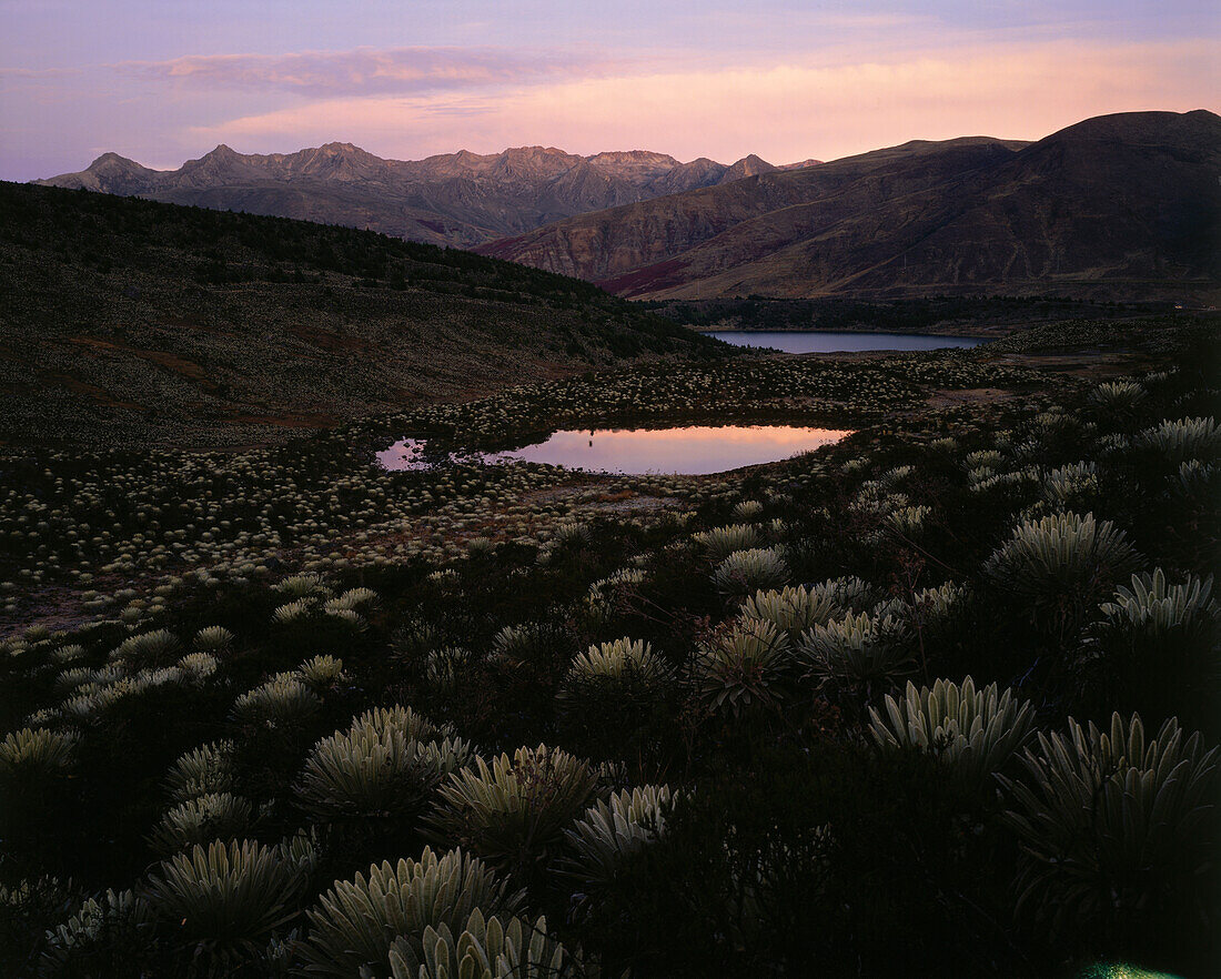 Lake with typical paramo vegetation high in the mountains, National Park, ca 4200m above sea level, Sierra Nevada, Venezuela, America