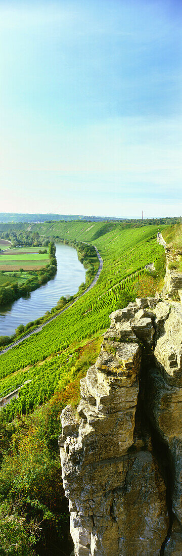 River Neckar and vineyard, Hessigheimer Felsengarten, Hessigheim, Baden-Wurttemberg, Germany