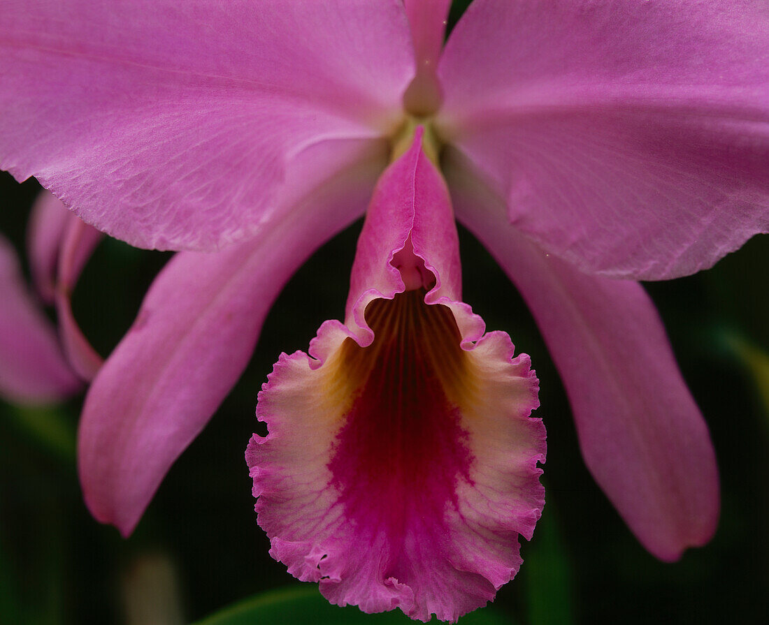 Close up of an orchid, Cattleya jenmanii, Canaima National park, La Gran Sabana, Venezuela, America