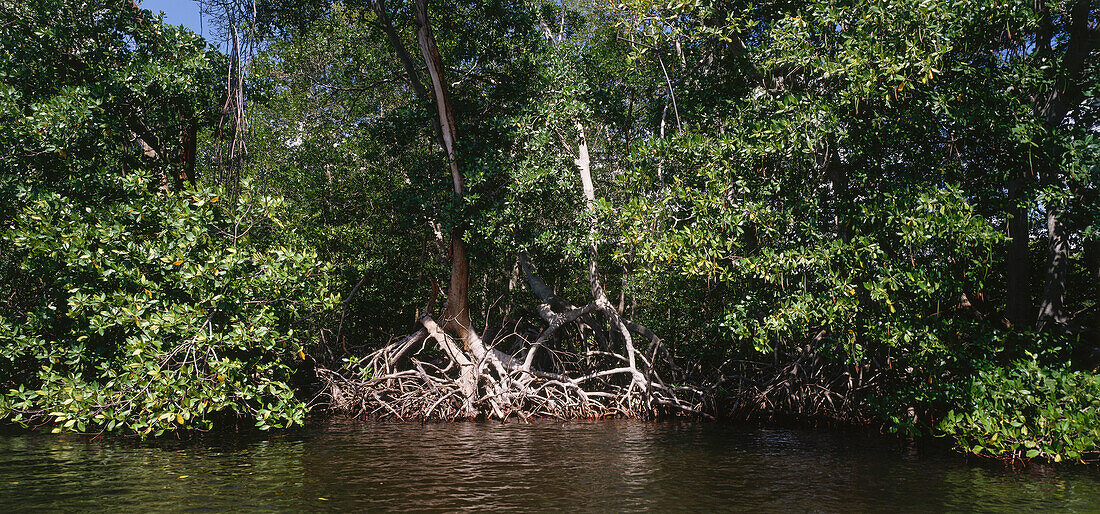 Mangrove forest, Morrocoy National Park, Biosphere Reserve, Venezuela, America