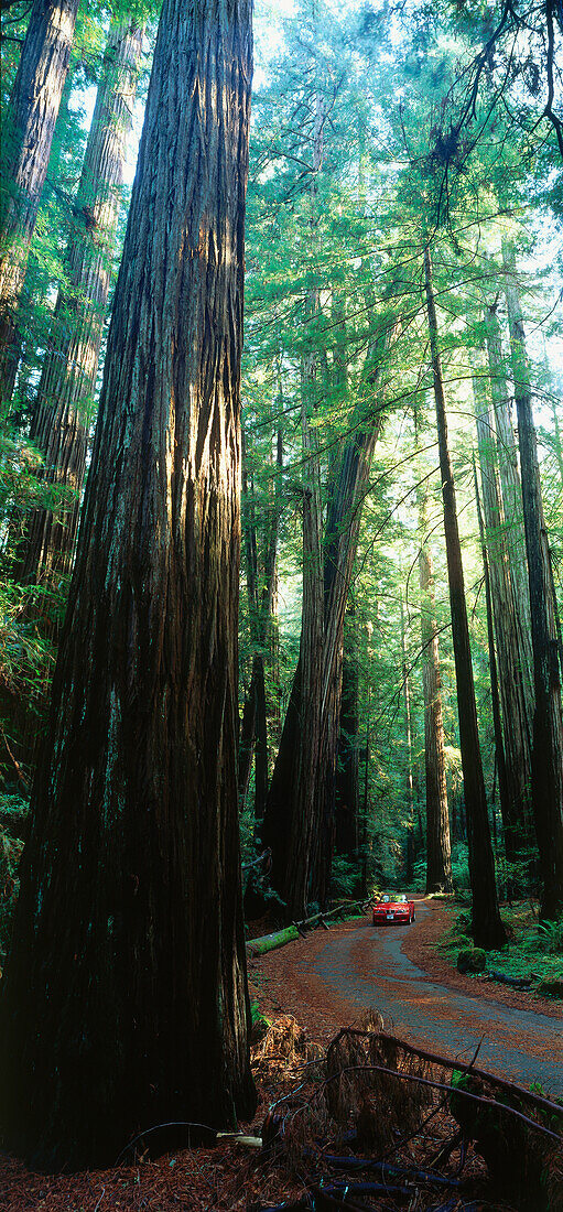 Armstrong Redwood State Reserve, BMW 3, Sanoma County, California, USA, America