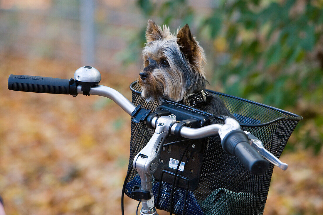 junger Hund im Fahrradkorb