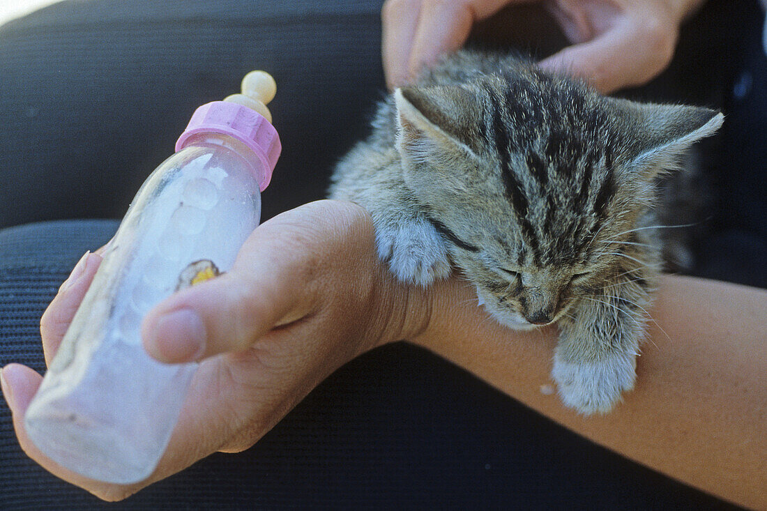bottle feeding a kitten, hand feeding, hand raising kitten, nursing bottle