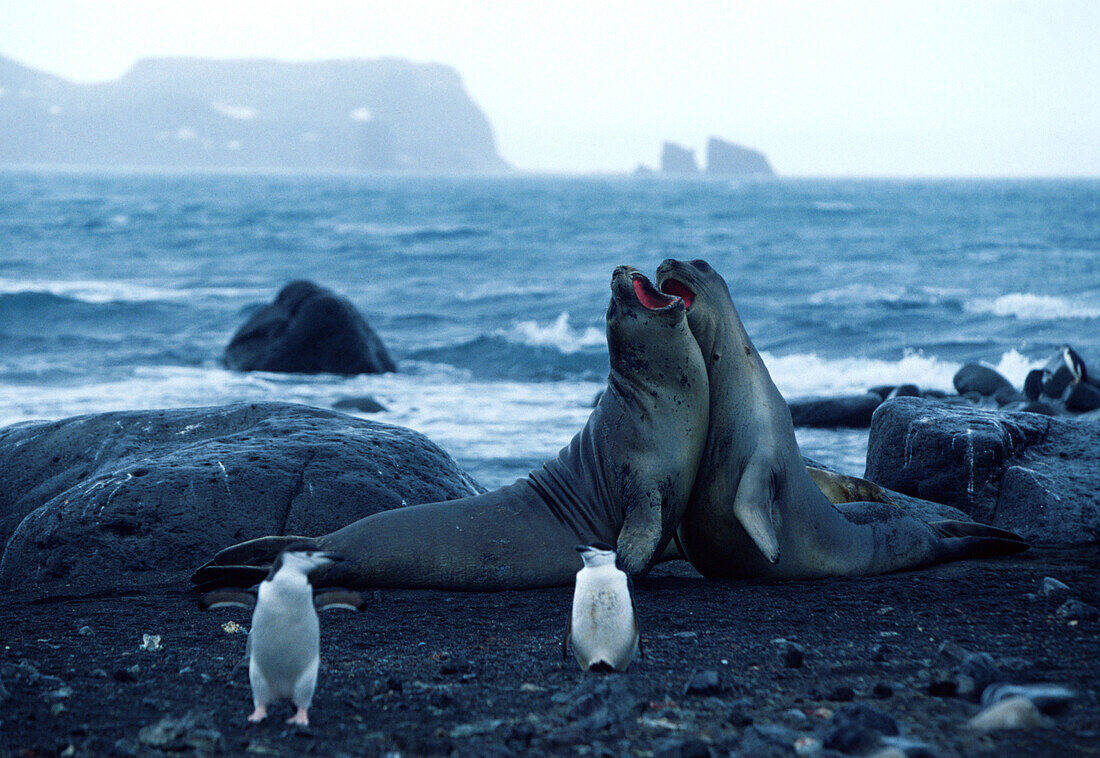 Kämpfende See Elefanten und Pinguine, Penguin Island, Antartic Peninsula, Antarktis