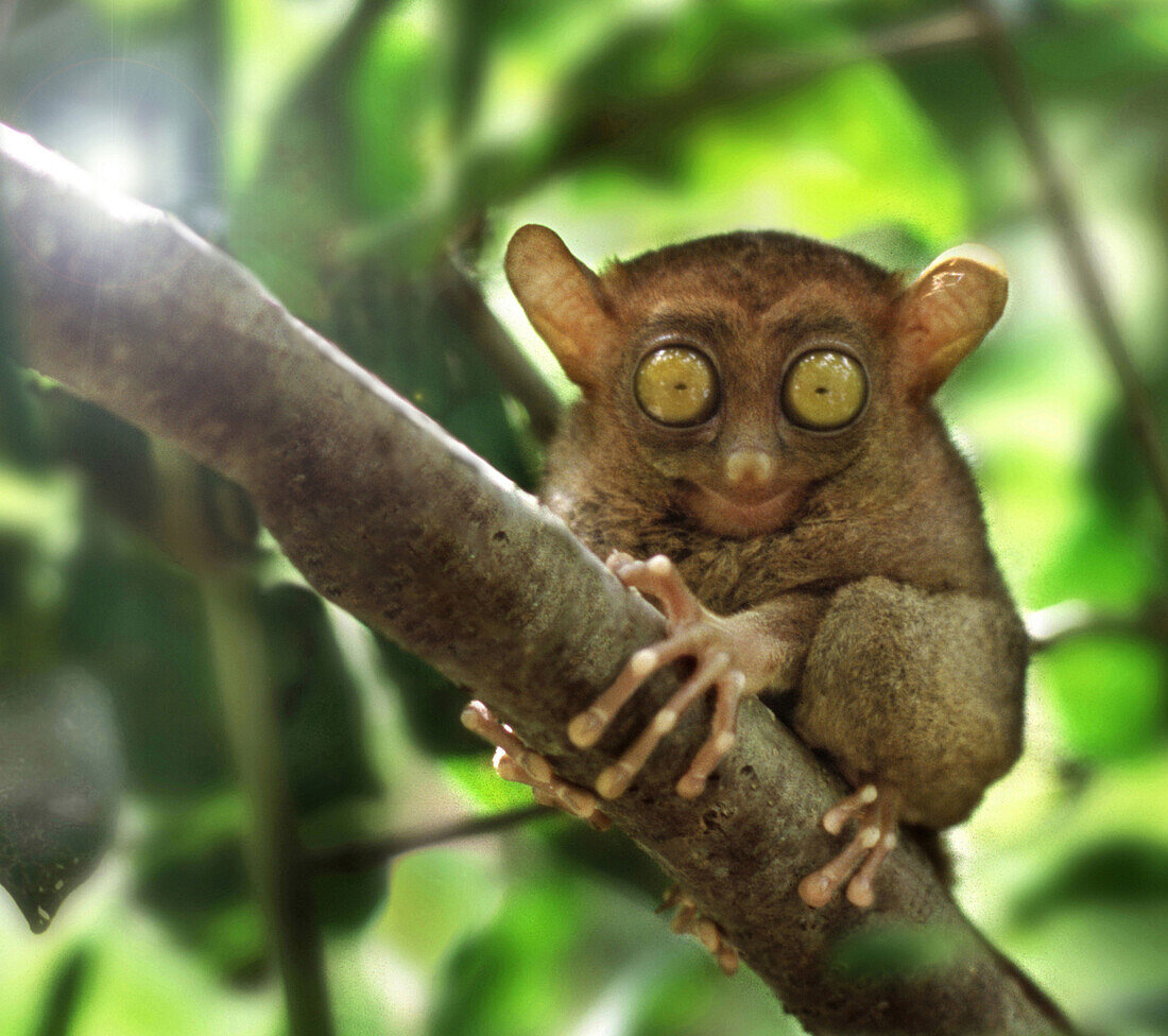 Tarsier Affe, Chocolate Hills, Bohol Island, Visayas, Philippines