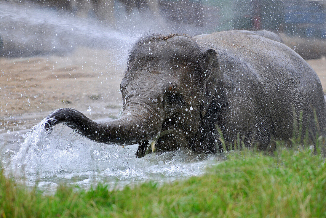 Elephant bathing in water in Munich Zoo, Tierpark Hellabrunn, Bavaria, Germany