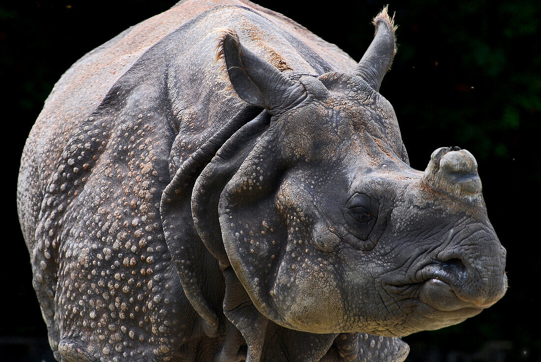 A rhinoceros, rhino in Munich Zoo, Bavaria, Germany