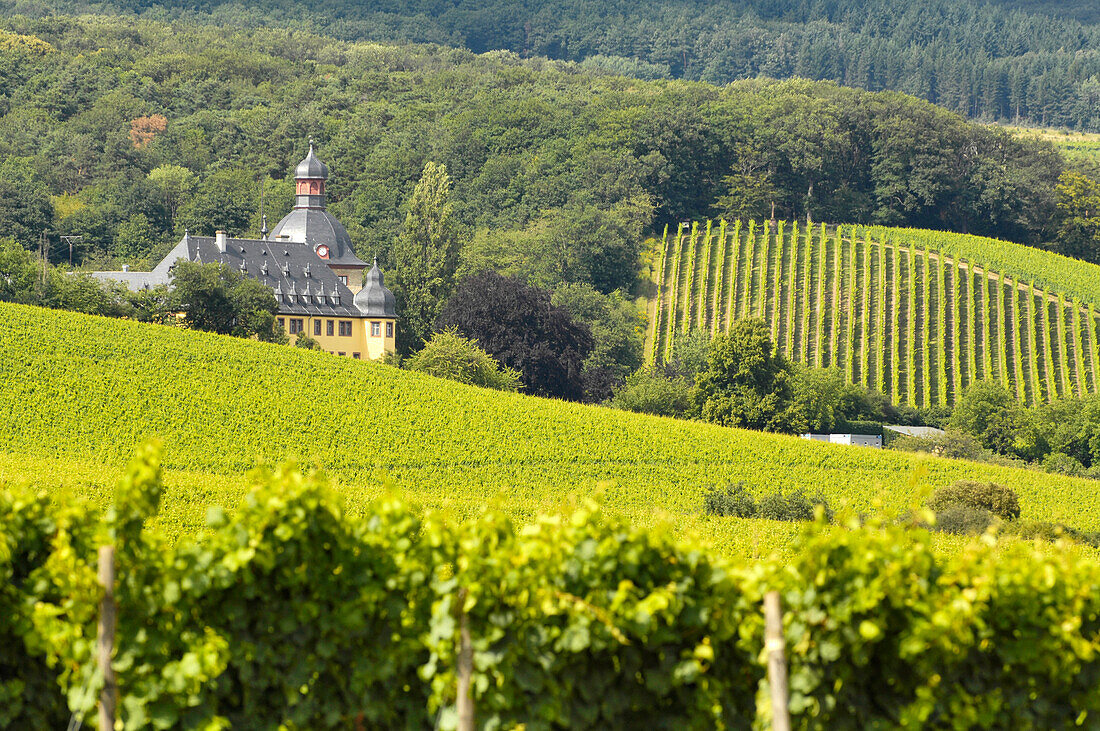 Vineyards and Castle Vollrads, Rheingau, Hesse, Germany