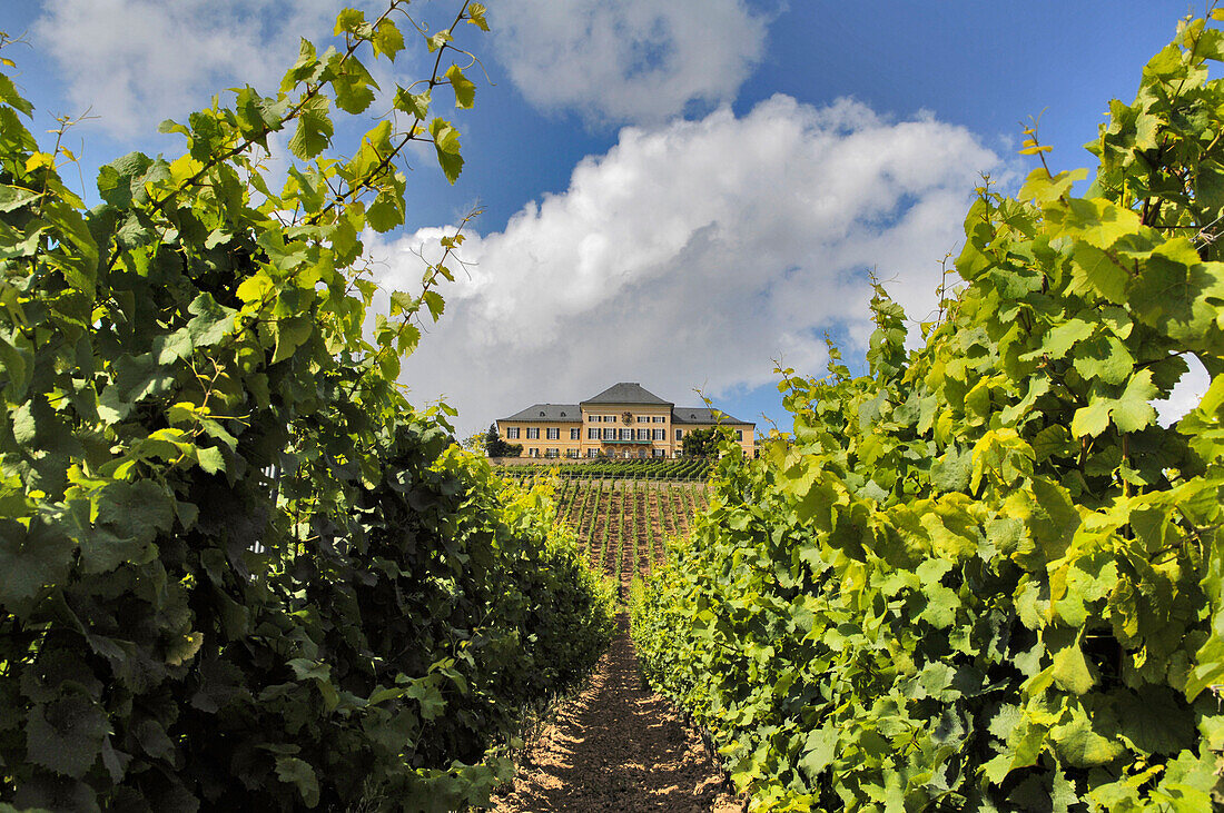 Johannisberg Castle with vineyards, Geisenheim, Rheingau, Hesse, Germany