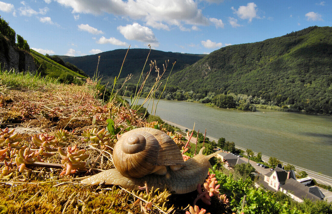 Close-up of a Roman snail, Assmannshausen, Rheingau, Hesse, Germany