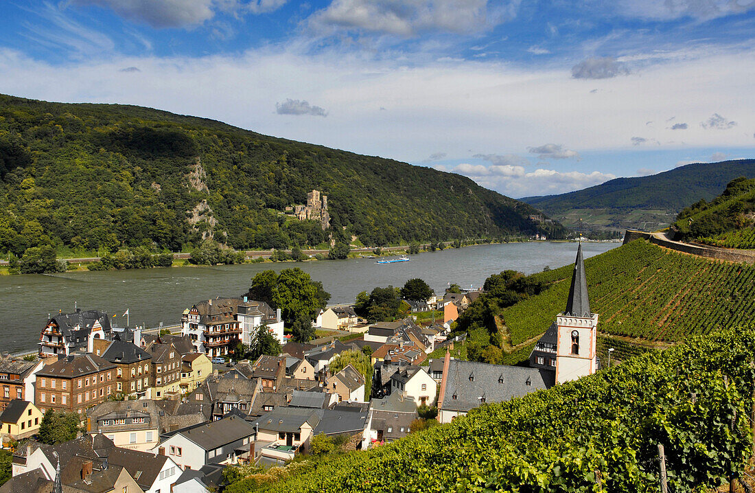 Vineyards overlooking Rhine at Assmannshausen, Rheingau, Hesse, Germany