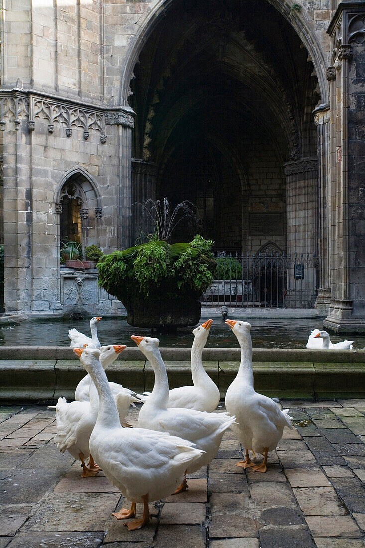 Gänse im Kreuzgang, Claustro, La Seu, die Kathedrale der Santa Eulalia, Barri Gotic, Gotisches Viertel, Ciutat Vella, Barcelona, Katalonien, Spanien