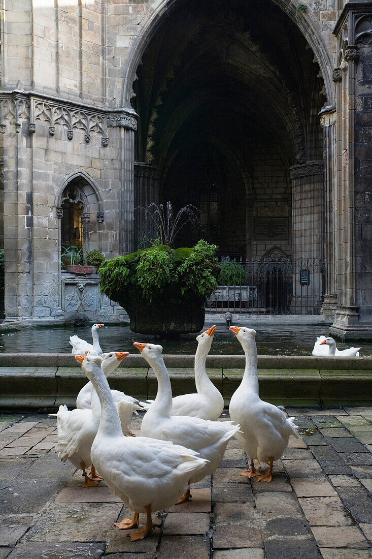 Geese in the cloister, claustro, La Seu, Cathedral de Santa Eulalia, Barri Gotic, gothic quarter, Ciutat Vella, Barcelona, Catalonia, Spain