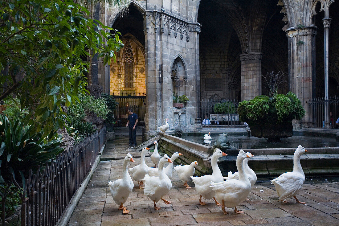 geese in the cloister, Claustro, La Seu, Cathedral de Santa Eulalia, Barri Gotic, Ciutat Vella, Barcelona, Spanien