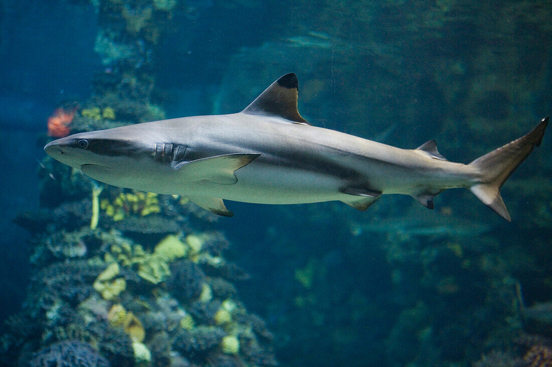 L Aquarium, Port Vell, harbour, Ciutat Vell, Barcelona, Spain