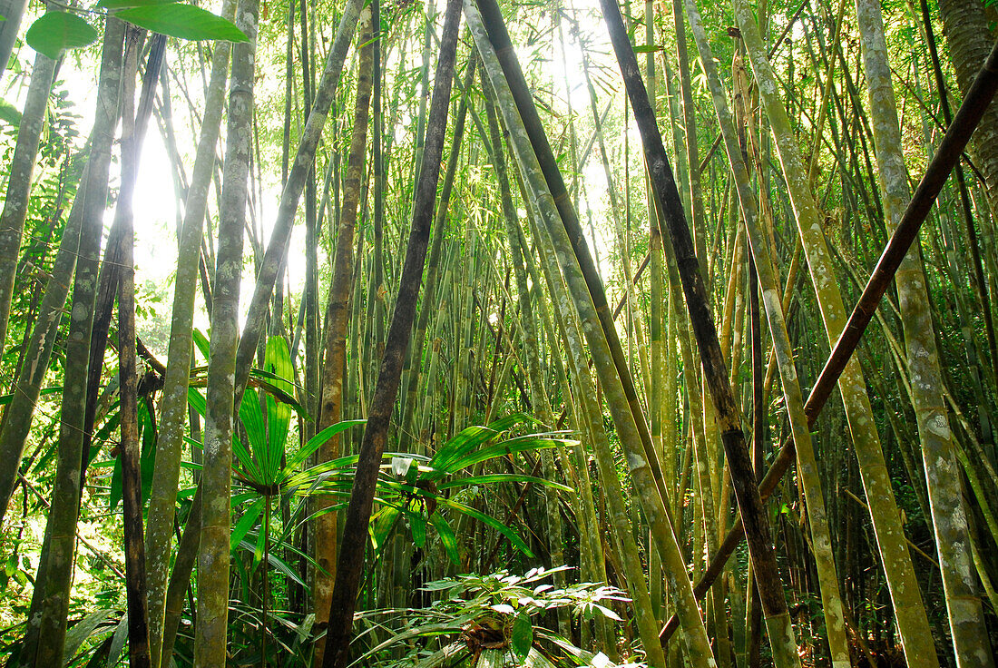 Bambus im Khao Sok National Park, Surat Thani, Thailand