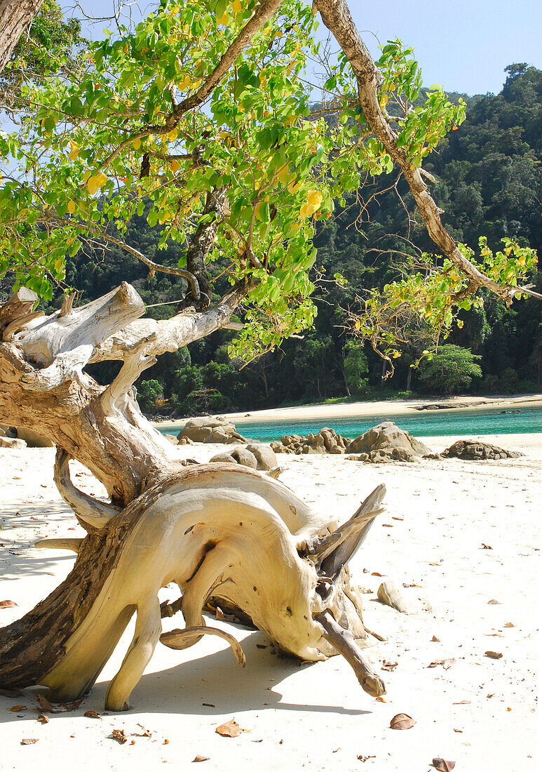 Treibholz am Strand des Surin Islands Marine National Park, Hauptquartiers, Ko Surin, Phang Nga, Thailand