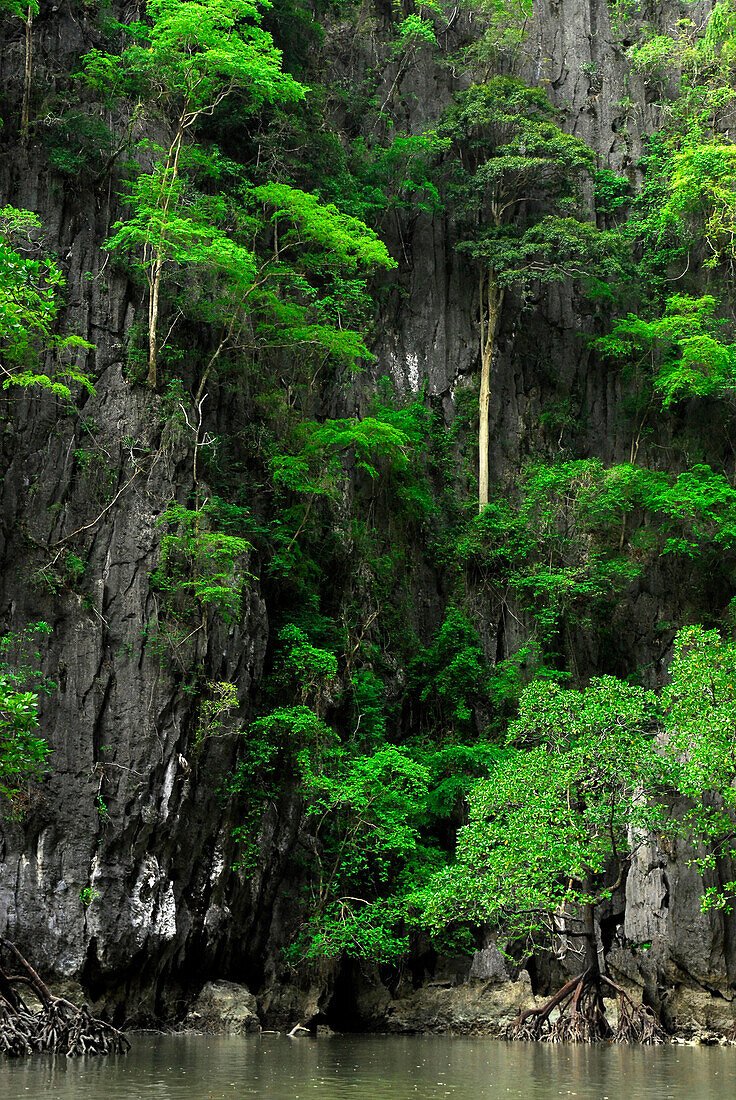 Bäume wachsen auf steilen Karstfelsen in einem Hong, Bucht von Phang Nga, Thailand