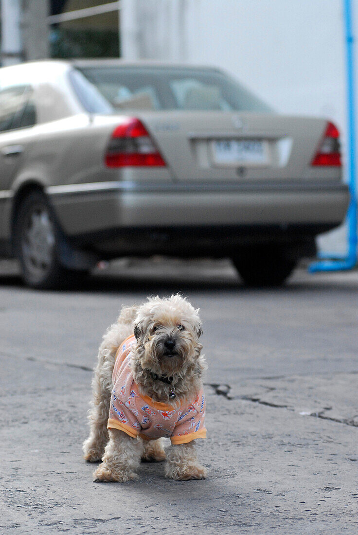 Dog wearing clothes, Phuket town, Thailand