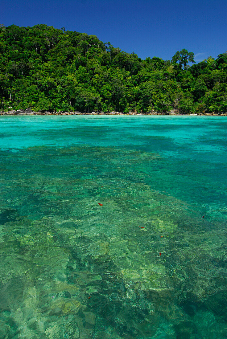 Corals in clear blue water and green island with jungle, Surin Islands Marine National Park, Ko Surin Noi, Phang Nga, Thailand