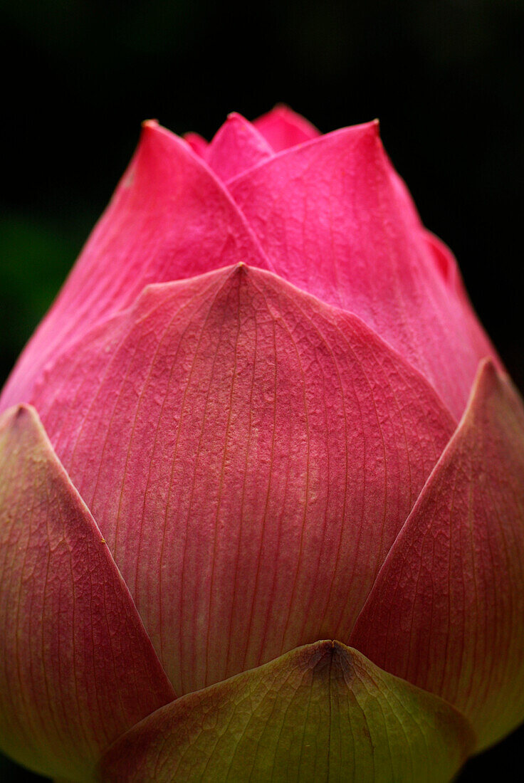 Close up of a Lotus bud, Hotel Pimalai, Ao Kantiang, Ko Lanta, Thailand