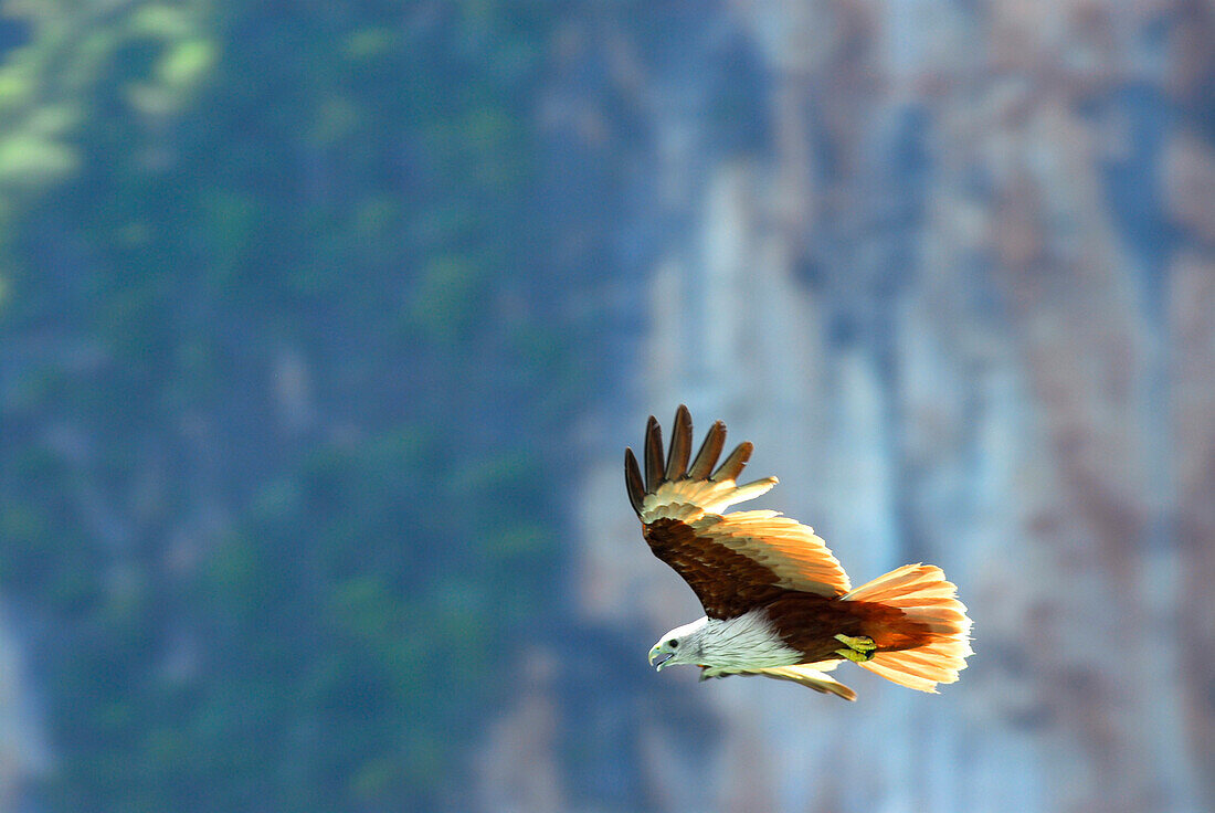 Fliegender Seeadler vor Kalksteinfelsen, Bucht von Phang Nga, Thailand