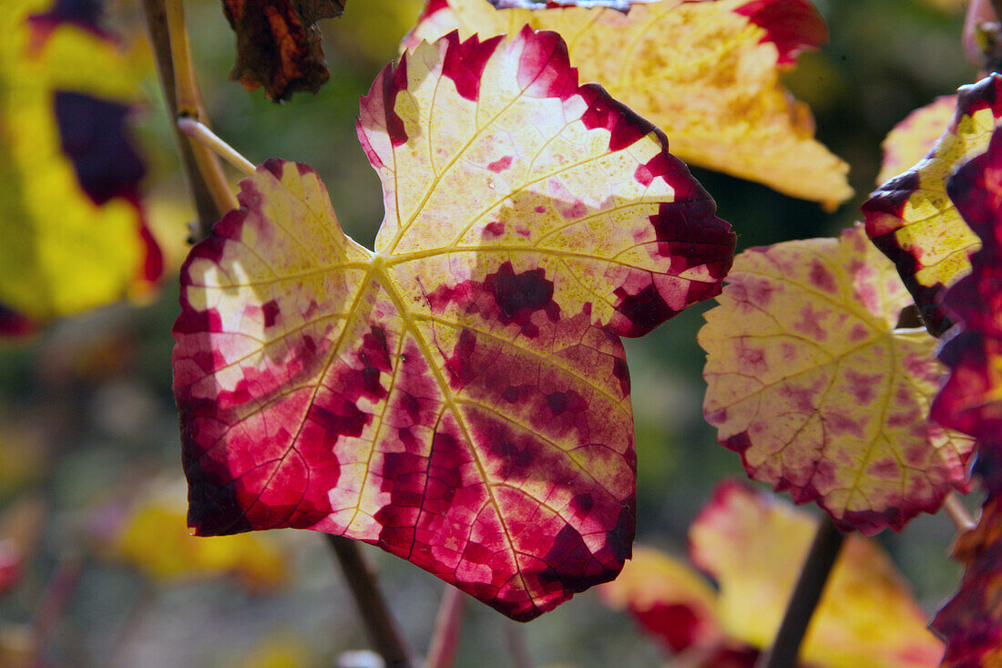 Macro eines herbstlichen Weinblattes, nahe Kaisersberg, Elsass, Frankreich