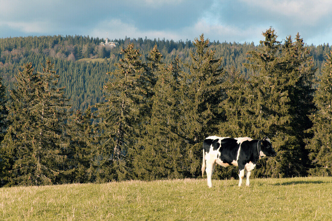 Typical Black Forest Cow on Pasture, near Furtwangen, Black Forest,Baden Wuerttemberg, Germany
