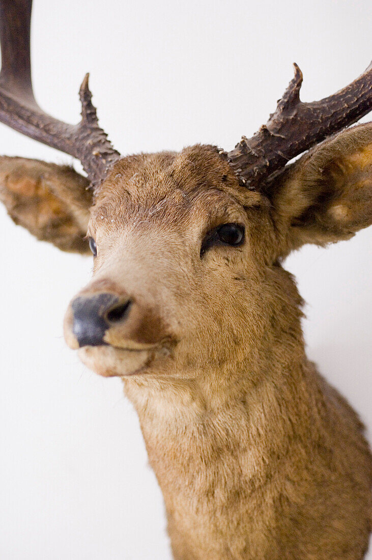 Close up of a stag with antlers hung up on a wall, stuffed animal, Bad Tölz, Bavaria, Germany