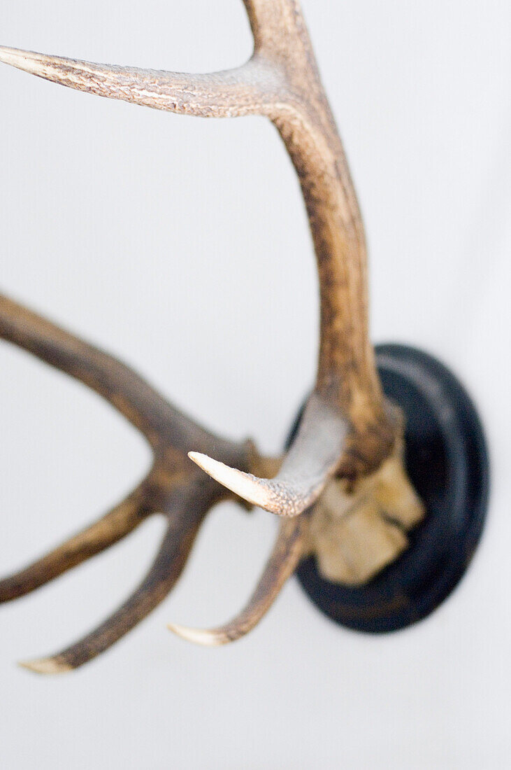 Deer head on wall, Bad Toelz, Bavaria, Germany