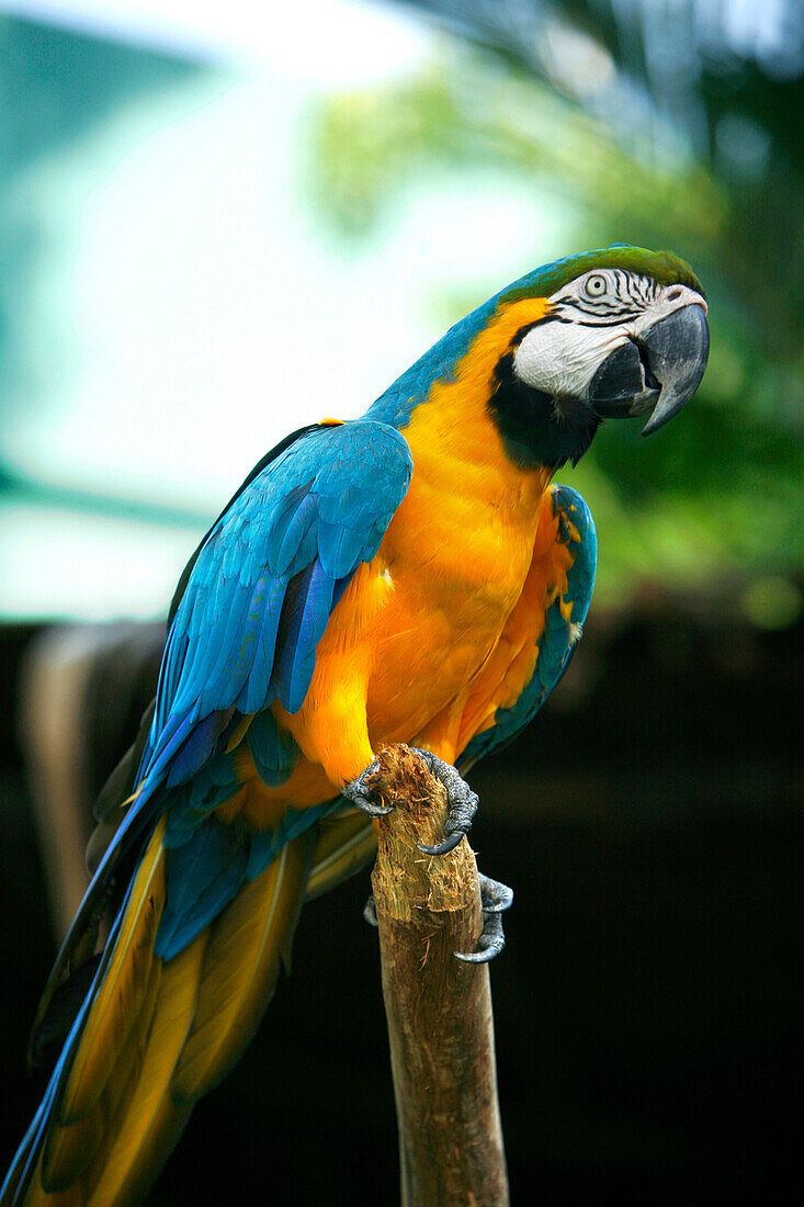 Papagei, Jurong Bird Park, Singapur
